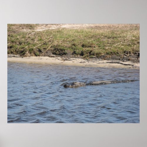 Alligator in the Water Print