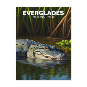 Alligator in water Everglades National Park Postcard
