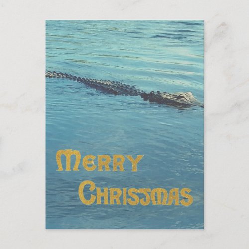 Alligator in water photo Christmas greeting Postcard