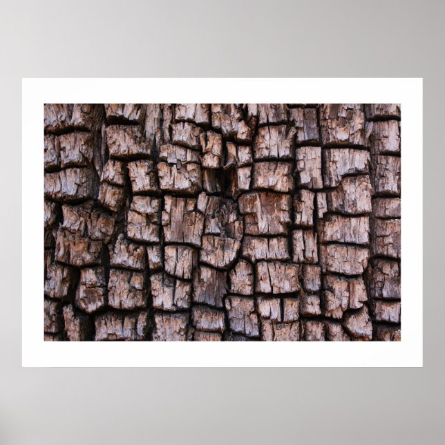 Alligator Juniper Bark Poster (Front)