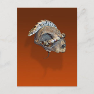 Alligator Lizard on a Cat Skull Postcard
