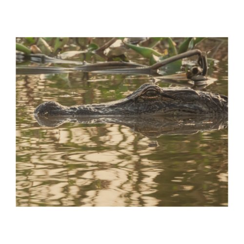 Alligator Lurking in Swamp Waters Wood Wall Art