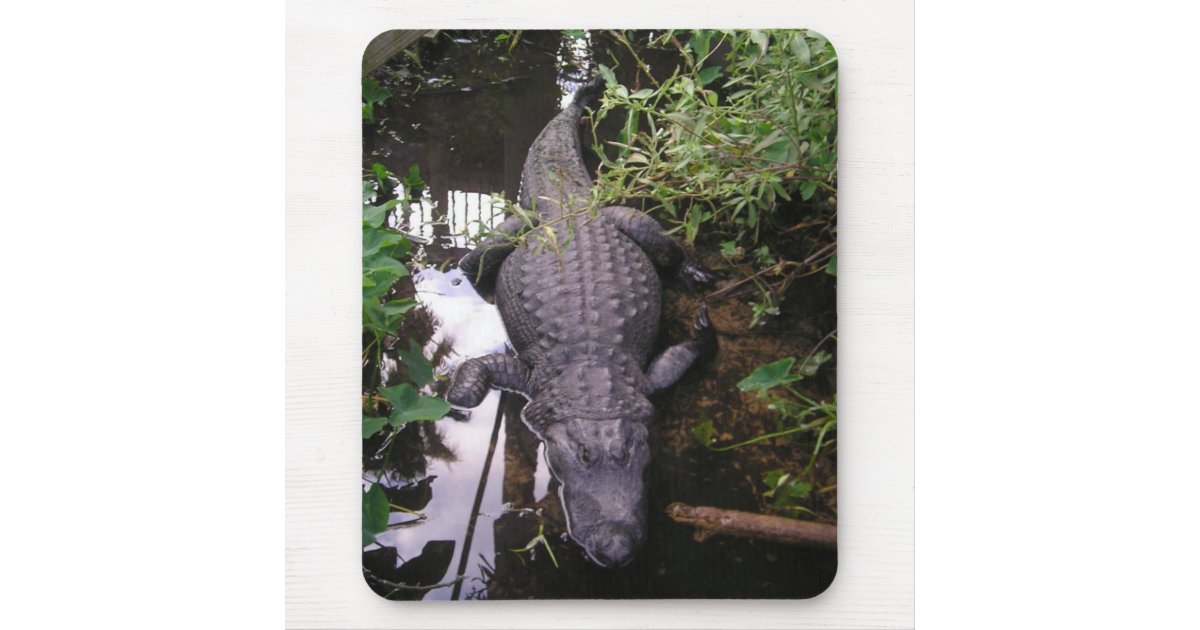 alligator pads