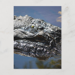 Alligator of North Carolina Postcard