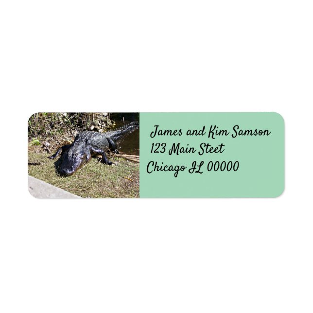 Alligator on Sun‑Drenched Everglades Grass Label (Front)