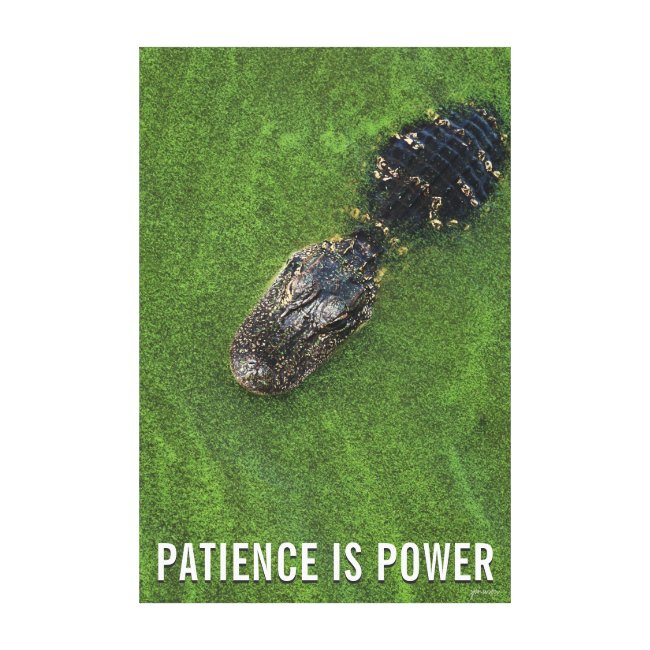 Alligator • Patience is Power • Florida Nature