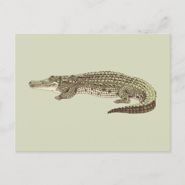 Alligator Postcard (Front)