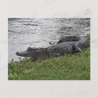 Alligator Postcard