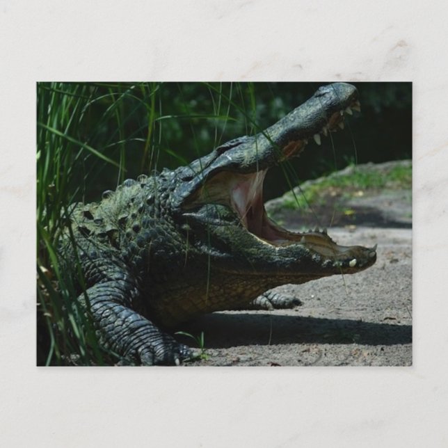 Alligator Postcard (Front)