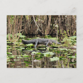 Alligator Postcard