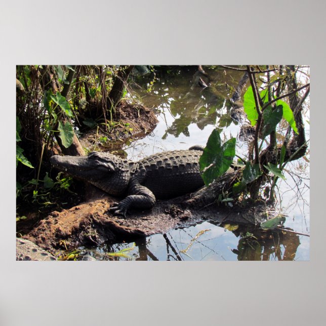 Alligator Poster (Front)
