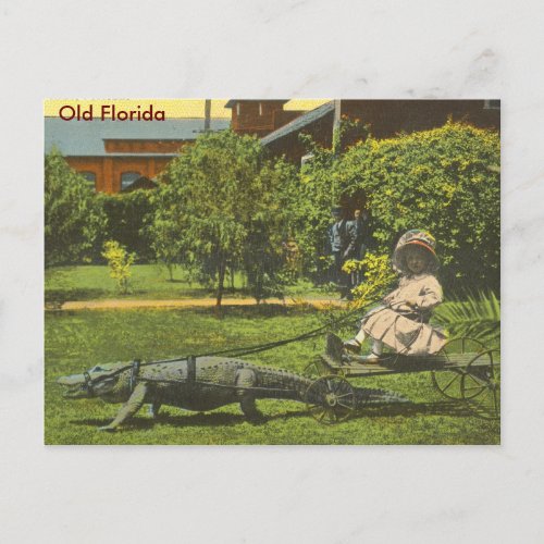 ALLIGATOR POWER Old Florida Postcard