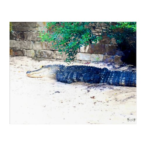 Alligator Resting by Stone Wall Acrylic Print