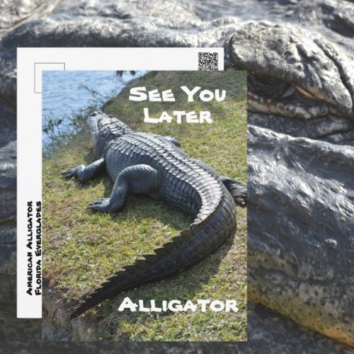 Alligator See You Later Everglades Photographic Postcard