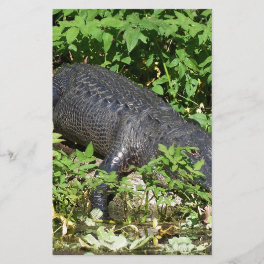 Alligator Silver River (Front)