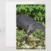 Alligator Silver River (Front/Back)