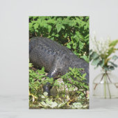 Alligator Silver River (Standing Front)