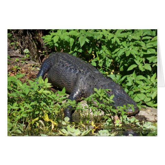 Alligator Silver River Cards (Front Horizontal)