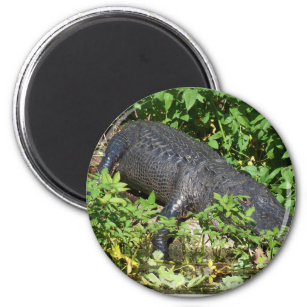 Alligator Silver River Magnet
