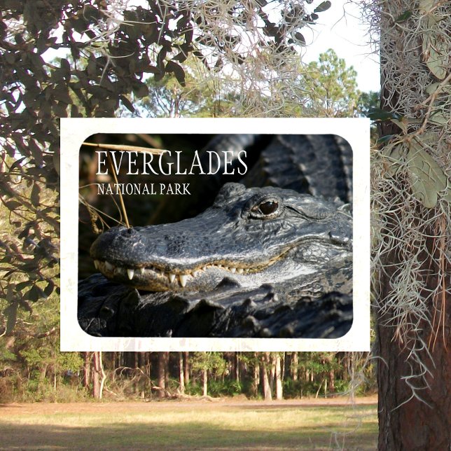 Alligator Smile, Everglades National Park, Florida Magnet (Creator Uploaded)