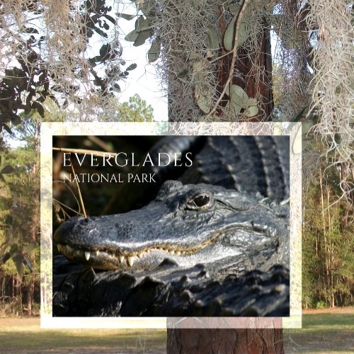 Alligator Smile Everglades National Park Florida Postcard
