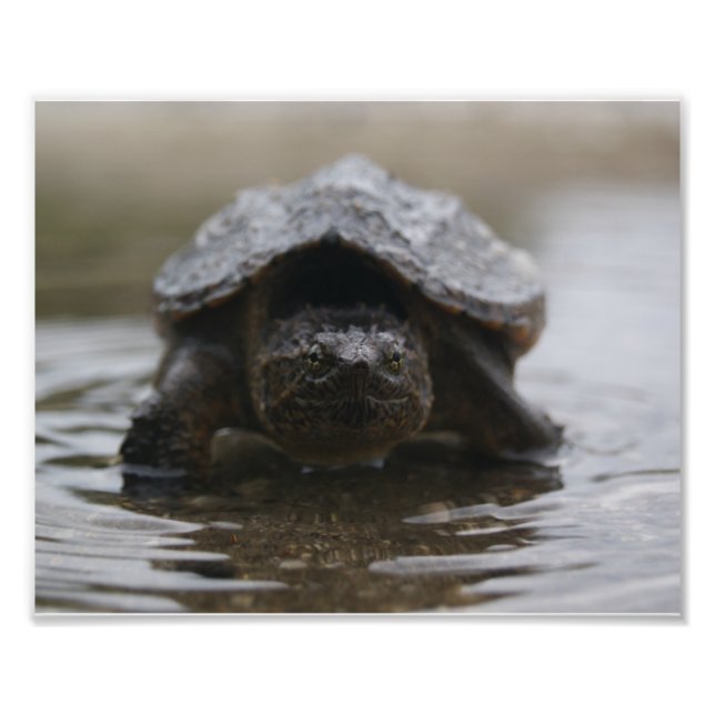 Alligator snapper print (Front)