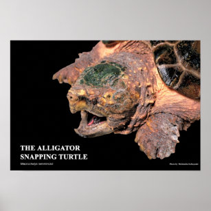 Alligator Snapping Turtleのポスター Poster