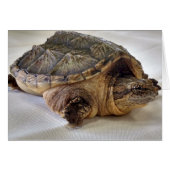 Alligator Snapping Turtle Cards (Front Horizontal)