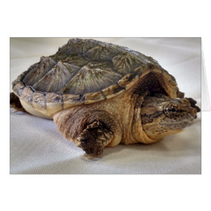 Alligator Snapping Turtle Cards