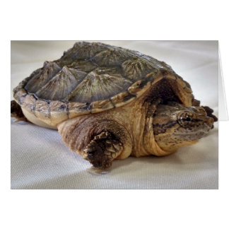 Alligator Snapping Turtle Cards