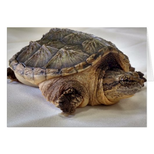Alligator Snapping Turtle Cards (Front Horizontal)