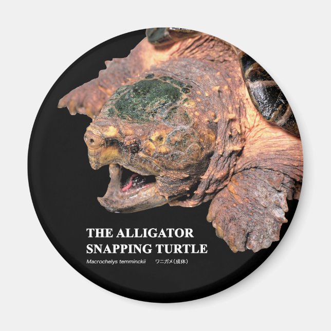 Alligator snapping turtle magnet (Front)