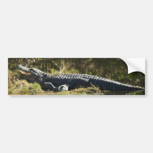Alligator Sunning on Florida Marsh Bank Bumper Sticker