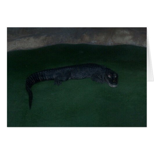 Alligator ~ What's in the Dark? Cards (Front Horizontal)