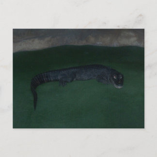 Alligator ~ What's in the Dark? Postcard