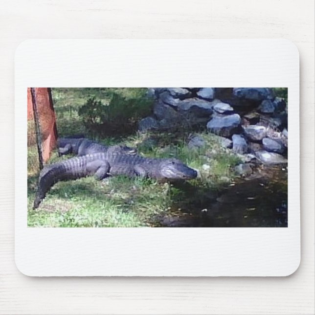 Alligator!! Zoo Animals design Mouse Pad (Front)