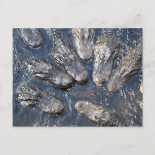 Alligators #5 postcard