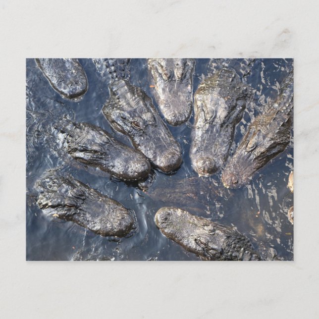 Alligators #5 postcard (Front)