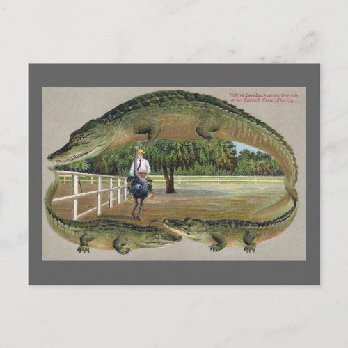 Alligators and Ostrich Farm in Florida Postcard