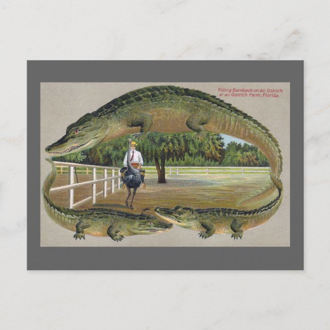 Alligators and Ostrich Farm in Florida Postcard (Front)