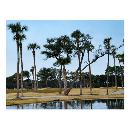 Alligators at Osprey Point Golf Course Postcard