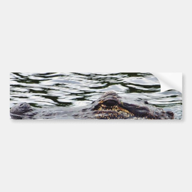 Alligators Bumper Sticker (Front)