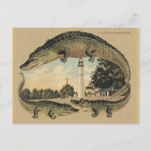 Alligators Key West FL Postcard