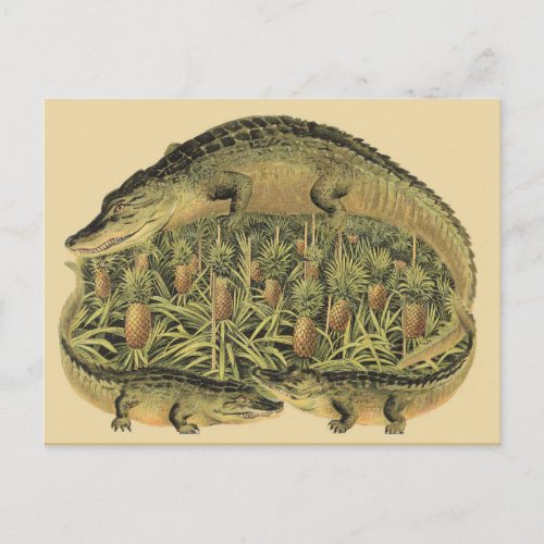 Alligators Pineapples Postcard