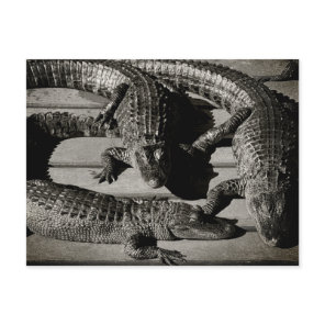 Alligators  postcard