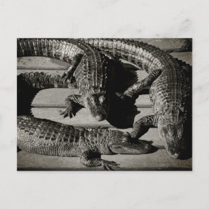 Alligators postcard