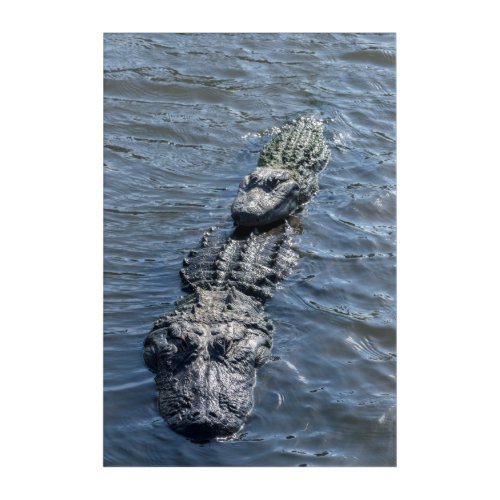 Alligators Resting in Shallow Water Acrylic Print