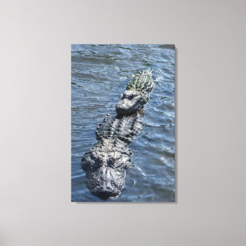 Alligators Resting in Shallow Water Canvas Print