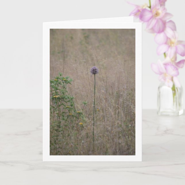 Allium, Allium Ampeloprasum, Wild Leek Card (Orchid)