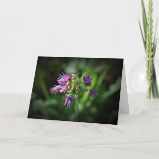 Allium, card